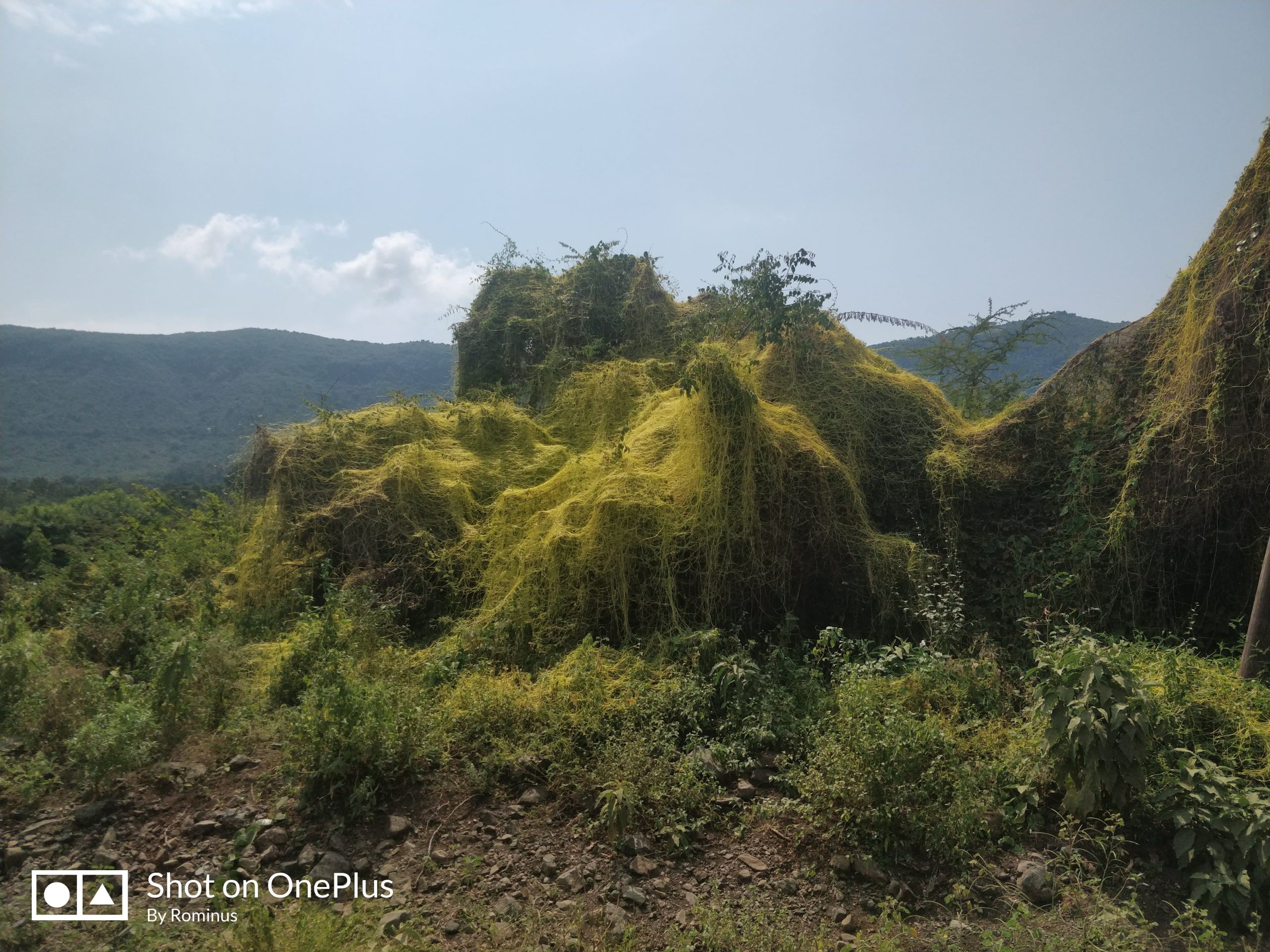 Parasites destroying vegetation at Mfangano Island in Nyanza